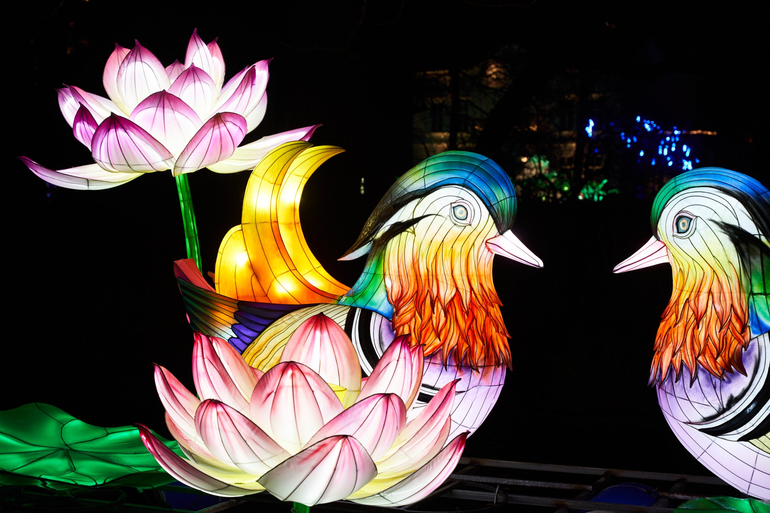 2024 01 03 Köln Zoo China Lights 1099